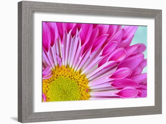 Fuschia Bloom-Gail Peck-Framed Photographic Print