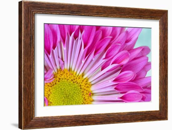 Fuschia Bloom-Gail Peck-Framed Photographic Print