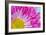 Fuschia Bloom-Gail Peck-Framed Photographic Print