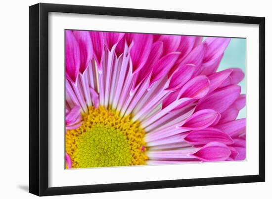 Fuschia Bloom-Gail Peck-Framed Photographic Print