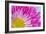 Fuschia Bloom-Gail Peck-Framed Photographic Print