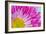 Fuschia Bloom-Gail Peck-Framed Photographic Print