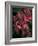 Fuschia Bouquet-Nicole Katano-Framed Photo