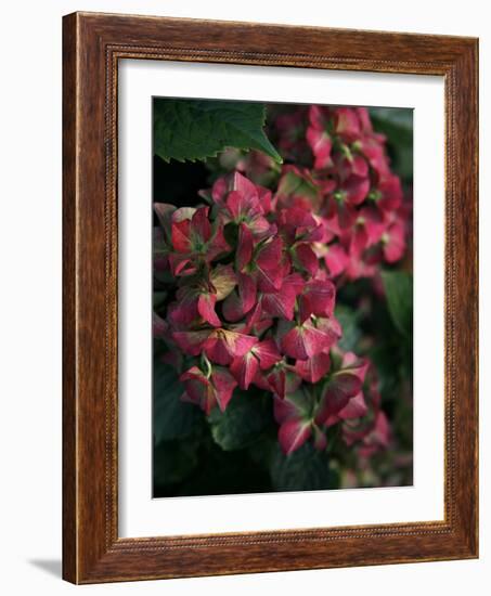 Fuschia Bouquet-Nicole Katano-Framed Photo