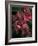 Fuschia Bouquet-Nicole Katano-Framed Photo