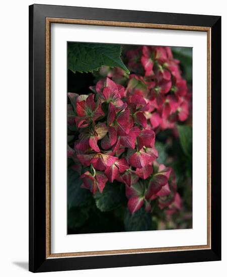 Fuschia Bouquet-Nicole Katano-Framed Photo