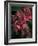 Fuschia Bouquet-Nicole Katano-Framed Photo