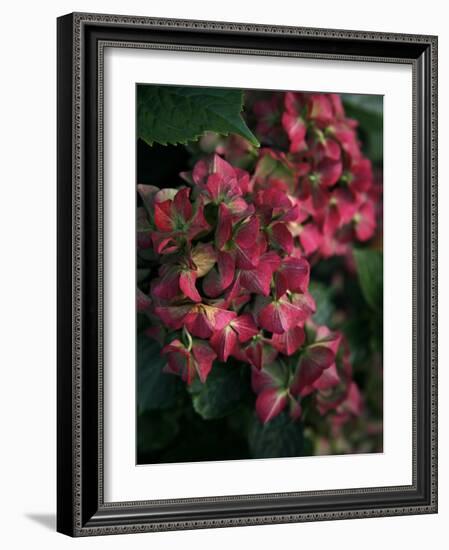 Fuschia Bouquet-Nicole Katano-Framed Photo