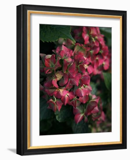 Fuschia Bouquet-Nicole Katano-Framed Photo