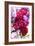 Fuschia Dalhia I-Maureen Love-Framed Photographic Print