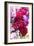 Fuschia Dalhia I-Maureen Love-Framed Photographic Print