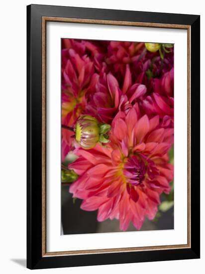 Fuschia Dalhia II-Maureen Love-Framed Photographic Print