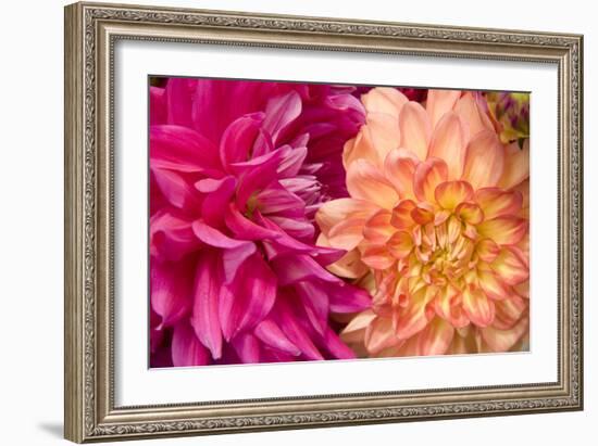 Fuschia Dalhia IV-Maureen Love-Framed Photographic Print