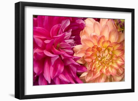 Fuschia Dalhia IV-Maureen Love-Framed Photographic Print