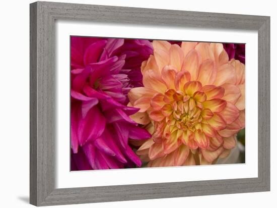 Fuschia Dalhia V-Maureen Love-Framed Photographic Print