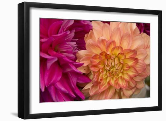 Fuschia Dalhia V-Maureen Love-Framed Photographic Print