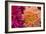 Fuschia Dalhia V-Maureen Love-Framed Photographic Print