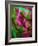 Fuschia Dreams I-Ruth Palmer 2-Framed Art Print