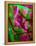 Fuschia Dreams I-Ruth Palmer 2-Framed Stretched Canvas