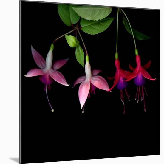 fuschia I-Magda Indigo-Mounted Photographic Print