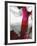 Fuschia I-PI Studio-Framed Art Print