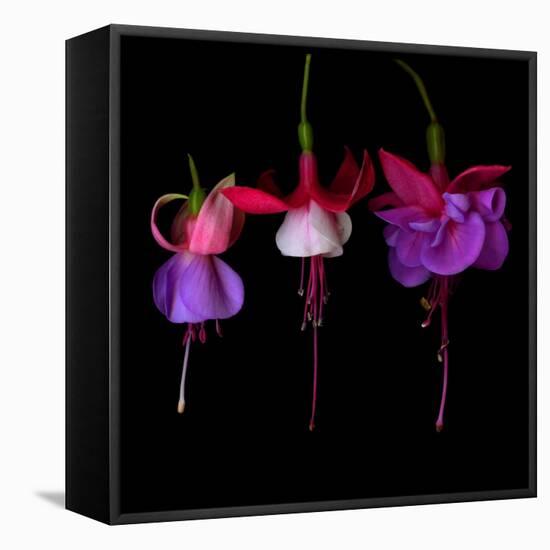 fuschia III-Magda Indigo-Framed Premier Image Canvas