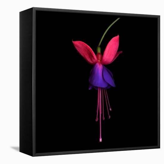 Fuschia-Magda Indigo-Framed Premier Image Canvas