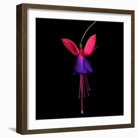 Fuschia-Magda Indigo-Framed Photographic Print