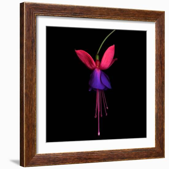 Fuschia-Magda Indigo-Framed Photographic Print