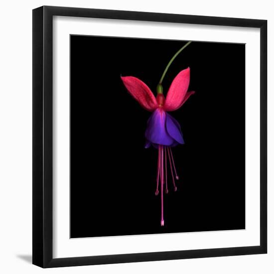 Fuschia-Magda Indigo-Framed Photographic Print