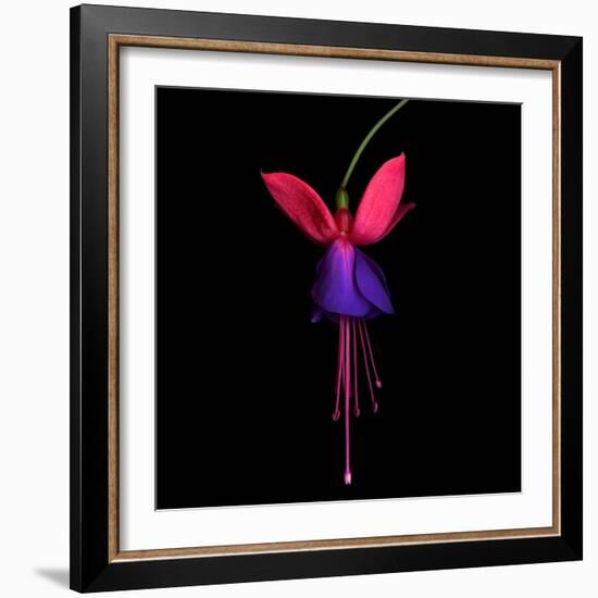 Fuschia-Magda Indigo-Framed Photographic Print