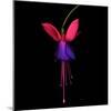 Fuschia-Magda Indigo-Mounted Photographic Print