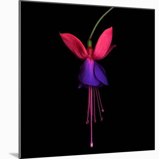 Fuschia-Magda Indigo-Mounted Photographic Print