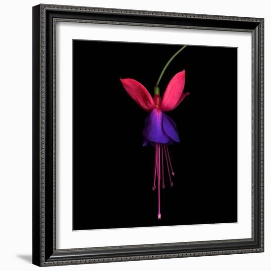 Fuschia-Magda Indigo-Framed Photographic Print