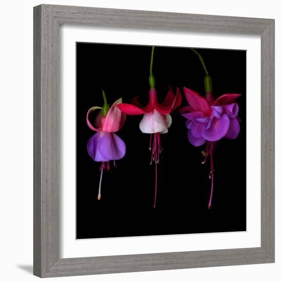 Fuschia-Magda Indigo-Framed Photographic Print