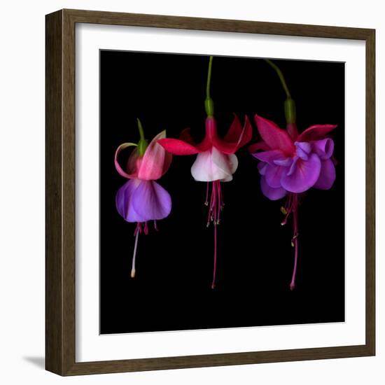 Fuschia-Magda Indigo-Framed Photographic Print