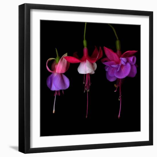 Fuschia-Magda Indigo-Framed Photographic Print