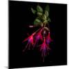 Fuschia-Magda Indigo-Mounted Photographic Print