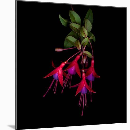 Fuschia-Magda Indigo-Mounted Photographic Print