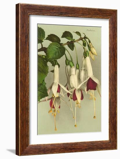 Fuschias-null-Framed Art Print