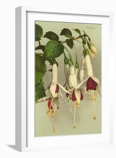 Fuschias-null-Framed Art Print