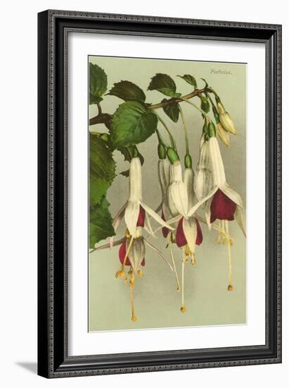 Fuschias-null-Framed Art Print