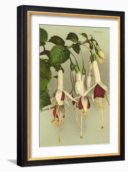 Fuschias-null-Framed Art Print