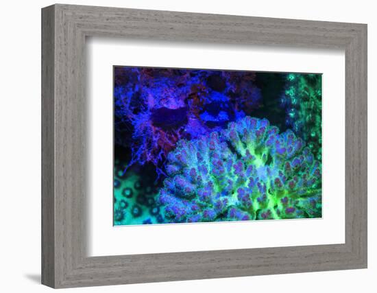 Fused Staghorn Coral, Day Fluorescing, Palau, Rock Islands, Micronesia-Stuart Westmorland-Framed Photographic Print