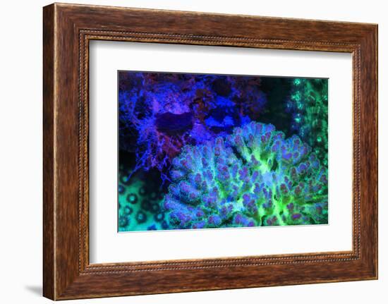 Fused Staghorn Coral, Day Fluorescing, Palau, Rock Islands, Micronesia-Stuart Westmorland-Framed Photographic Print