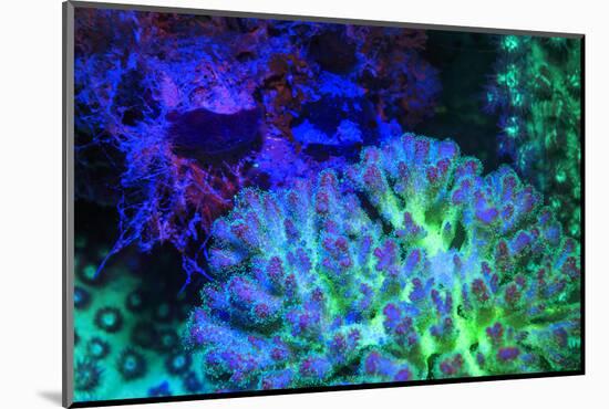 Fused Staghorn Coral, Day Fluorescing, Palau, Rock Islands, Micronesia-Stuart Westmorland-Mounted Photographic Print