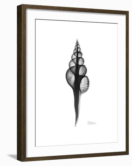 Fusinus Colus Gray-Albert Koetsier-Framed Premium Giclee Print
