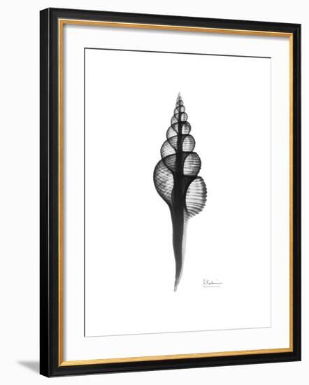 Fusinus Colus Gray-Albert Koetsier-Framed Premium Giclee Print