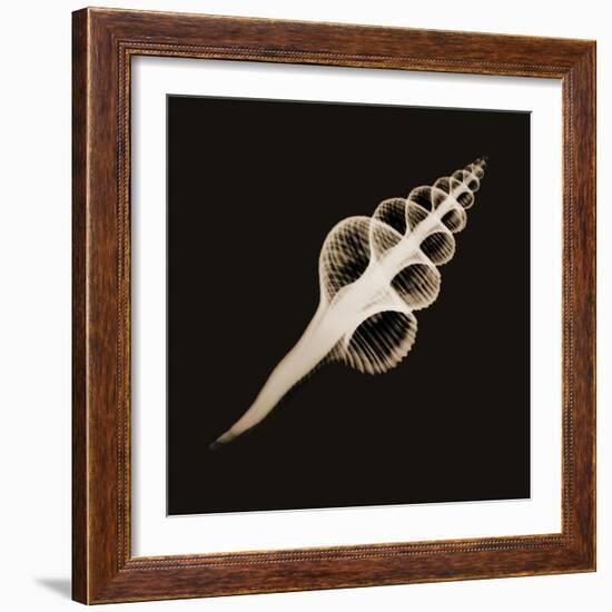 Fusinus Colus Sepia-Albert Koetsier-Framed Photographic Print