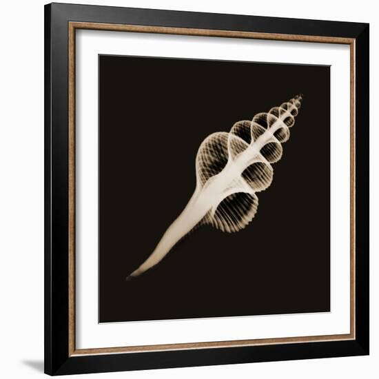 Fusinus Colus Sepia-Albert Koetsier-Framed Photographic Print